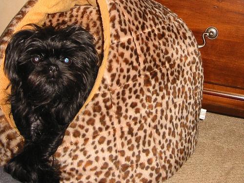 https://images.dog.ceo/breeds/affenpinscher/n02110627_10437.jpg