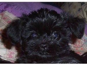 https://images.dog.ceo/breeds/affenpinscher/n02110627_10680.jpg