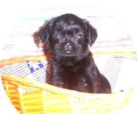 https://images.dog.ceo/breeds/affenpinscher/n02110627_10787.jpg