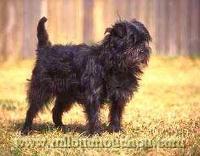 https://images.dog.ceo/breeds/affenpinscher/n02110627_11211.jpg