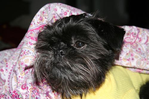 https://images.dog.ceo/breeds/affenpinscher/n02110627_11262.jpg