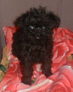 https://images.dog.ceo/breeds/affenpinscher/n02110627_11283.jpg