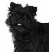 https://images.dog.ceo/breeds/affenpinscher/n02110627_11422.jpg