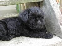 https://images.dog.ceo/breeds/affenpinscher/n02110627_11584.jpg