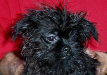 https://images.dog.ceo/breeds/affenpinscher/n02110627_11614.jpg