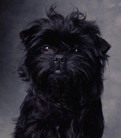 https://images.dog.ceo/breeds/affenpinscher/n02110627_11620.jpg