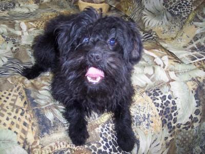 https://images.dog.ceo/breeds/affenpinscher/n02110627_11657.jpg