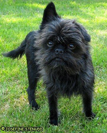 https://images.dog.ceo/breeds/affenpinscher/n02110627_11759.jpg