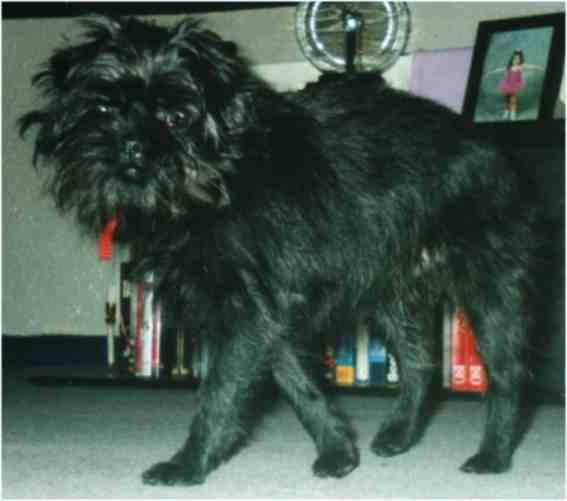 https://images.dog.ceo/breeds/affenpinscher/n02110627_11782.jpg