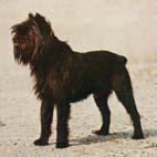 https://images.dog.ceo/breeds/affenpinscher/n02110627_11875.jpg