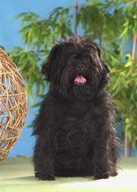 https://images.dog.ceo/breeds/affenpinscher/n02110627_11942.jpg