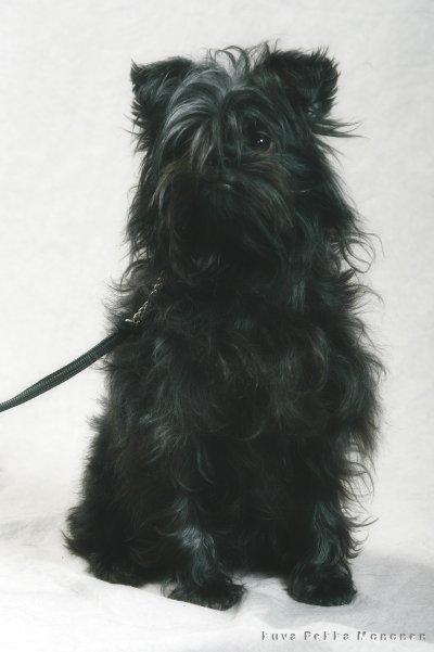 https://images.dog.ceo/breeds/affenpinscher/n02110627_12003.jpg