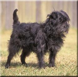 https://images.dog.ceo/breeds/affenpinscher/n02110627_12025.jpg