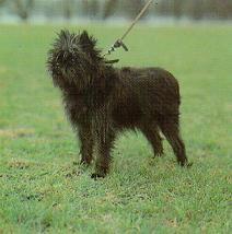 https://images.dog.ceo/breeds/affenpinscher/n02110627_12070.jpg