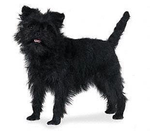 https://images.dog.ceo/breeds/affenpinscher/n02110627_12077.jpg