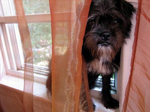 https://images.dog.ceo/breeds/affenpinscher/n02110627_12227.jpg