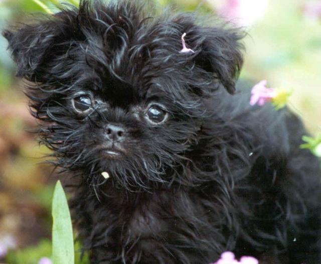 https://images.dog.ceo/breeds/affenpinscher/n02110627_12272.jpg