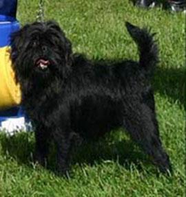 https://images.dog.ceo/breeds/affenpinscher/n02110627_12391.jpg