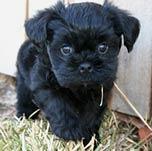 https://images.dog.ceo/breeds/affenpinscher/n02110627_12431.jpg