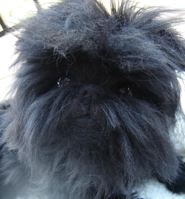 https://images.dog.ceo/breeds/affenpinscher/n02110627_12512.jpg