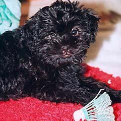 https://images.dog.ceo/breeds/affenpinscher/n02110627_12556.jpg