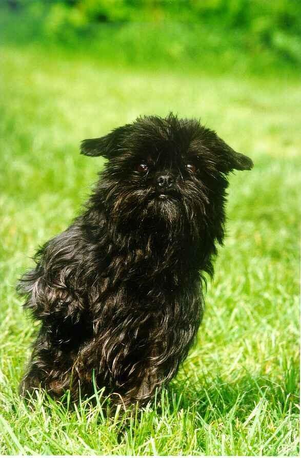 https://images.dog.ceo/breeds/affenpinscher/n02110627_12579.jpg