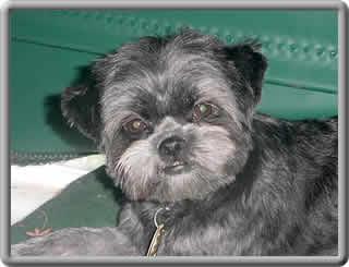 https://images.dog.ceo/breeds/affenpinscher/n02110627_12808.jpg