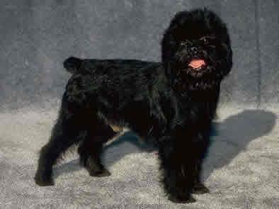 https://images.dog.ceo/breeds/affenpinscher/n02110627_12913.jpg