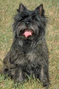 https://images.dog.ceo/breeds/affenpinscher/n02110627_12938.jpg