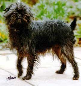 https://images.dog.ceo/breeds/affenpinscher/n02110627_12973.jpg