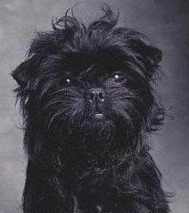 https://images.dog.ceo/breeds/affenpinscher/n02110627_12997.jpg