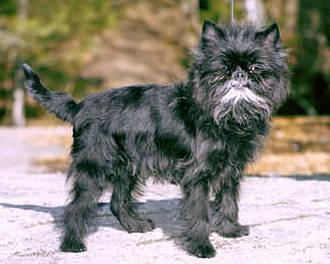 https://images.dog.ceo/breeds/affenpinscher/n02110627_13014.jpg