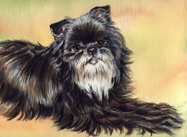 https://images.dog.ceo/breeds/affenpinscher/n02110627_13060.jpg