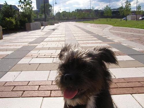 https://images.dog.ceo/breeds/affenpinscher/n02110627_13210.jpg