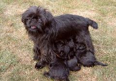 https://images.dog.ceo/breeds/affenpinscher/n02110627_13211.jpg