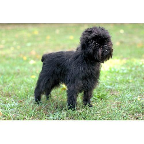 https://images.dog.ceo/breeds/affenpinscher/n02110627_13221.jpg