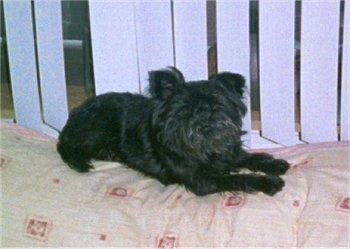 https://images.dog.ceo/breeds/affenpinscher/n02110627_13417.jpg