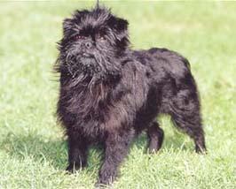 https://images.dog.ceo/breeds/affenpinscher/n02110627_13420.jpg