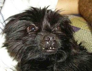 https://images.dog.ceo/breeds/affenpinscher/n02110627_13553.jpg