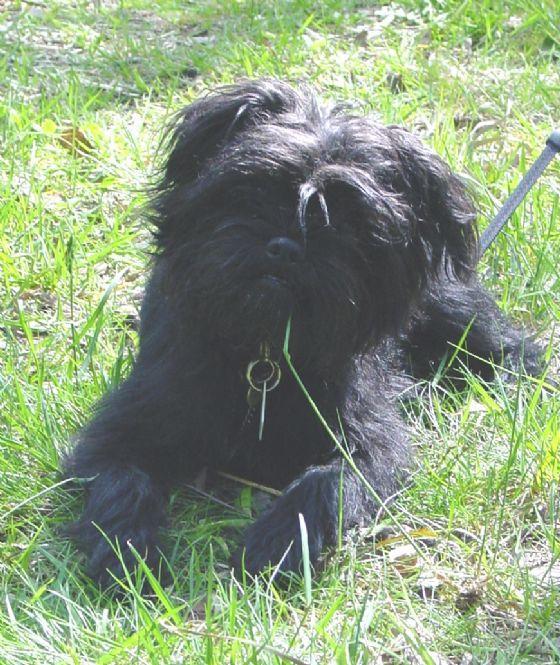 https://images.dog.ceo/breeds/affenpinscher/n02110627_13567.jpg