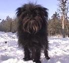 https://images.dog.ceo/breeds/affenpinscher/n02110627_13662.jpg