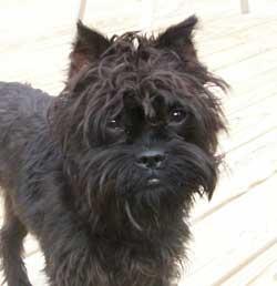 https://images.dog.ceo/breeds/affenpinscher/n02110627_13710.jpg