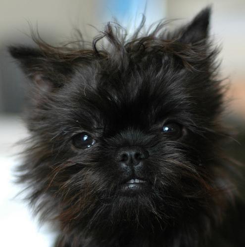 https://images.dog.ceo/breeds/affenpinscher/n02110627_1559.jpg