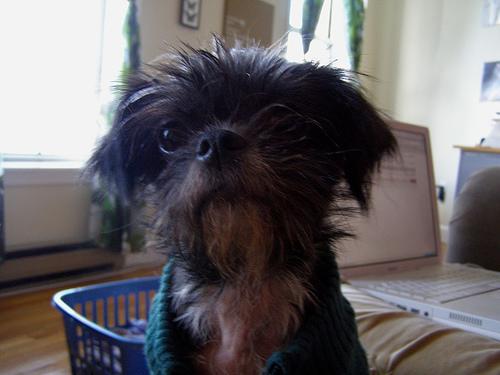 https://images.dog.ceo/breeds/affenpinscher/n02110627_1581.jpg