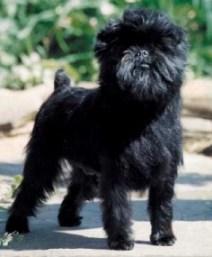 https://images.dog.ceo/breeds/affenpinscher/n02110627_1966.jpg