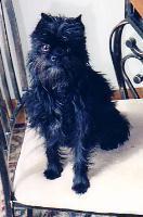 https://images.dog.ceo/breeds/affenpinscher/n02110627_2157.jpg