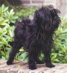 https://images.dog.ceo/breeds/affenpinscher/n02110627_2327.jpg