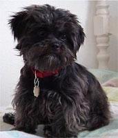 https://images.dog.ceo/breeds/affenpinscher/n02110627_233.jpg