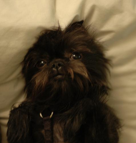 https://images.dog.ceo/breeds/affenpinscher/n02110627_2416.jpg