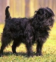 https://images.dog.ceo/breeds/affenpinscher/n02110627_2894.jpg